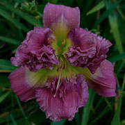 Heavenly Bearded Pig Daylily